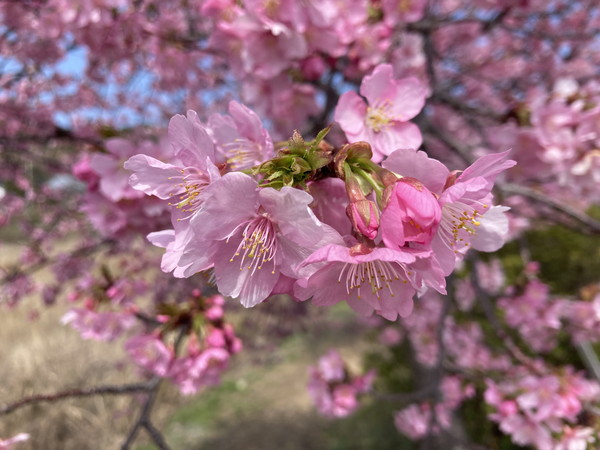 河津桜の花ズーム
