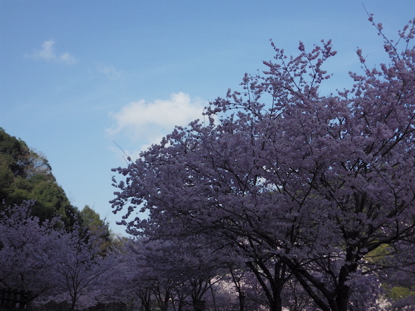 日陰の桜（4）