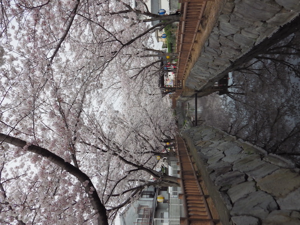 桜と記念碑と