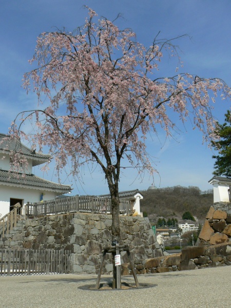 甲府城の桜