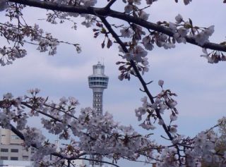 桜の向こうにマリンタワー