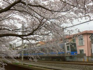 武蔵関駅西方の桜と電車
