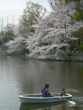 ボートと桜と