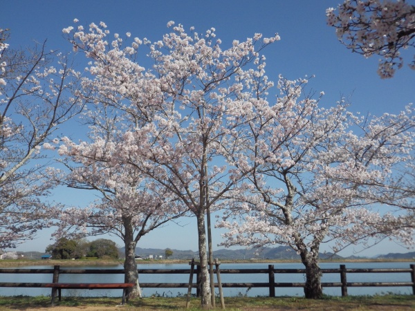 中道の桜