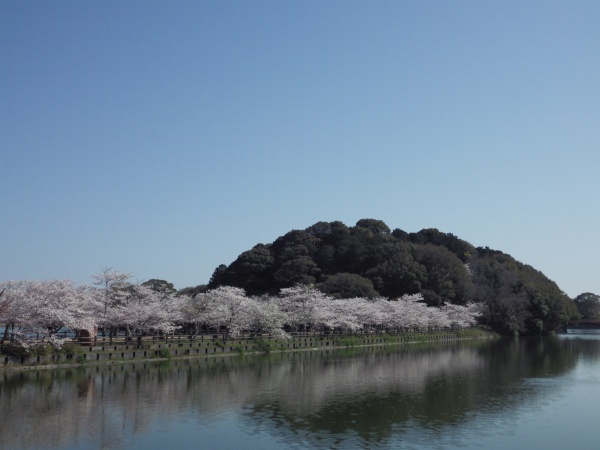 亀島と桜並木と