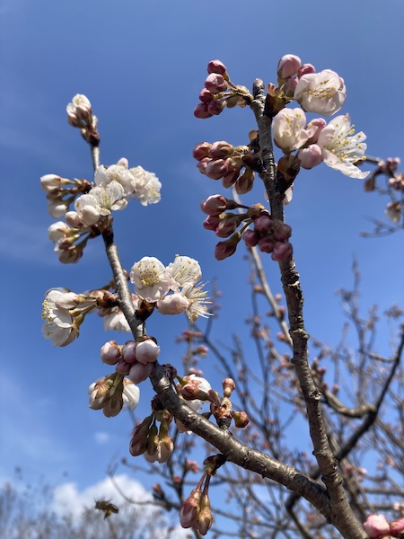 桜（実る前）