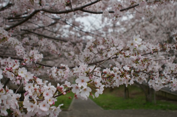 前山ダム公園入口の桜