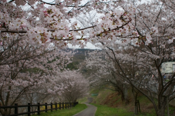 前山ダム公園の桜2