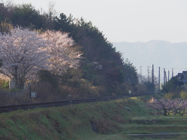 線路沿いの桜を見る構図