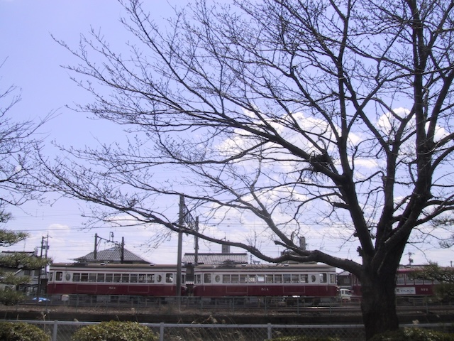 木と電車