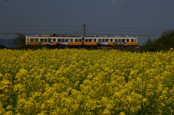 連続カット、電車と菜の花