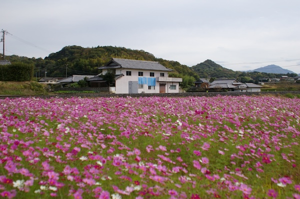 コスモス畑（西の端から