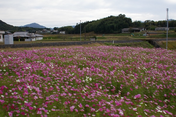 立ち位置を変えてのコスモス畑撮影
