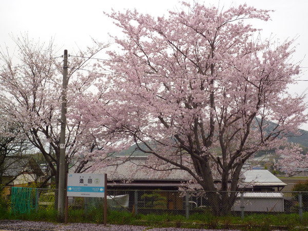 2番線の桜