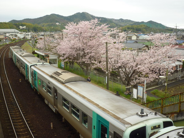 桜と高松行き普通列車