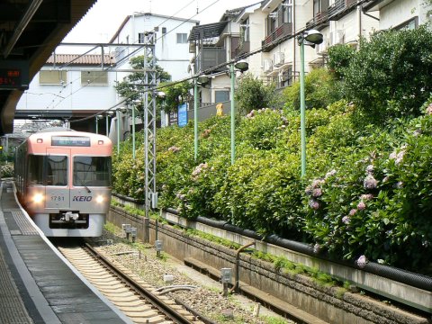 東松原駅・上り電車と花