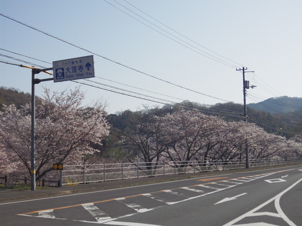 県道付近から桜を見る
