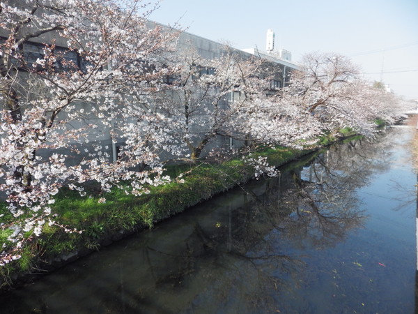 三木町役場東方の桜