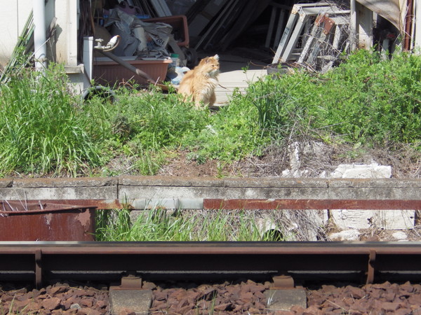 ネコさんもレトロ電車を見るのか