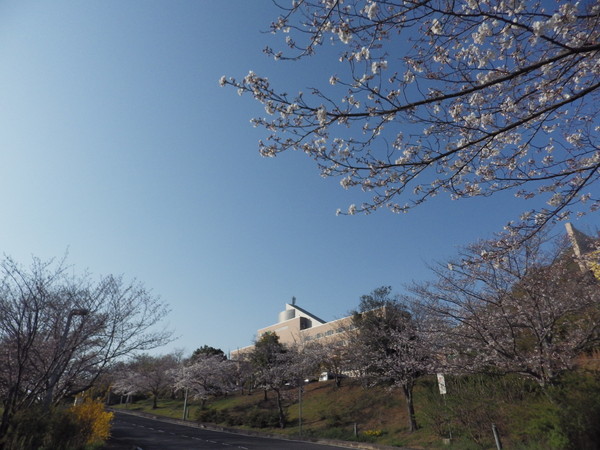 トレスタ白山の桜