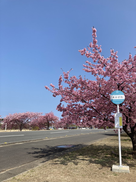 バス停型標柱付近にて河津桜と青空