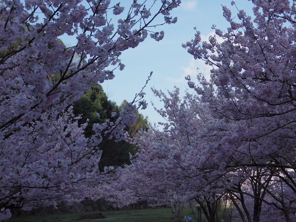 日陰の桜（2）