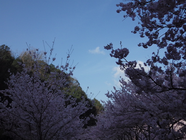 日陰の桜（3）
