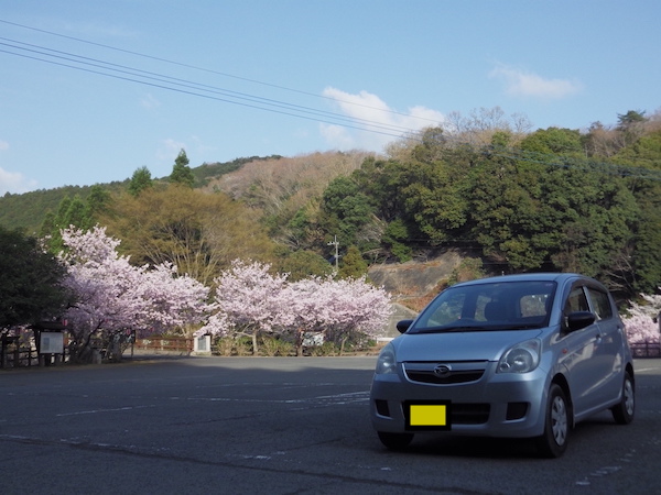 桜と自家用車と