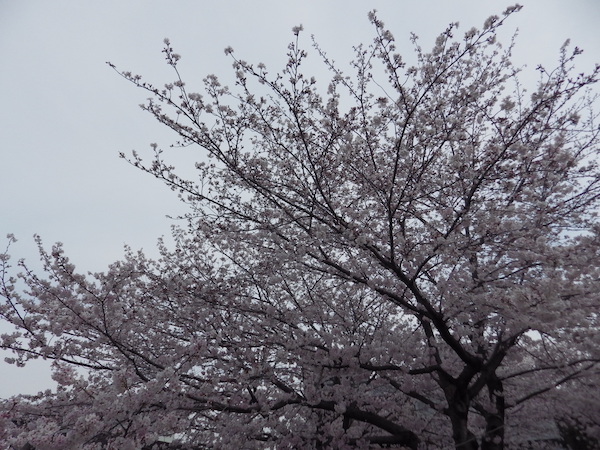 水路南岸の桜