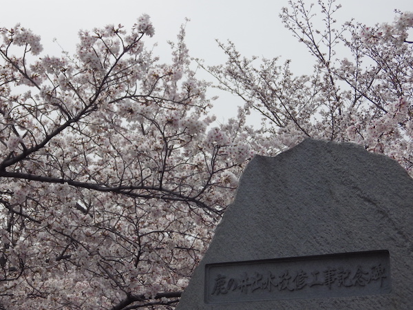 桜と記念碑と