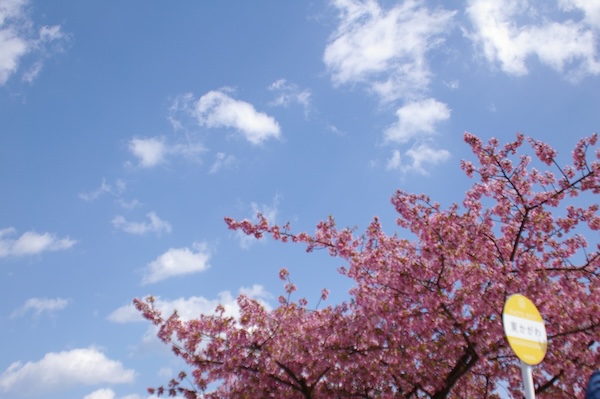 桜と空と