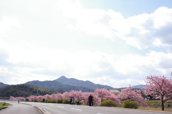 桜並木南端方面
