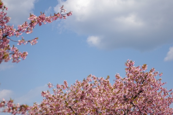空と桜を絡めて