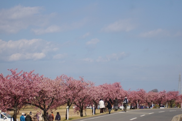 桜と賑わい