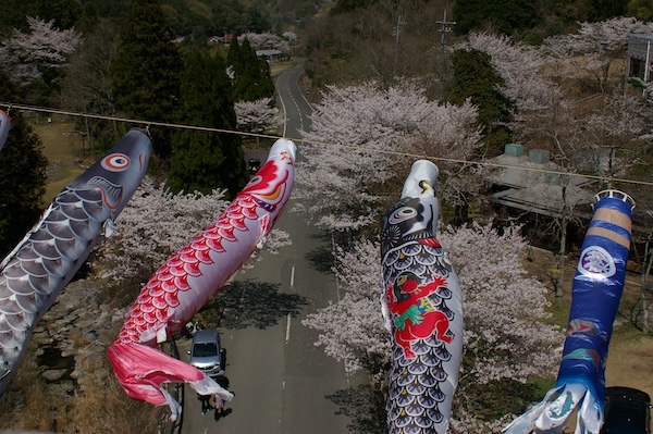 桜と鯉のぼりと