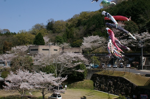 桜と鯉のぼりと（2）