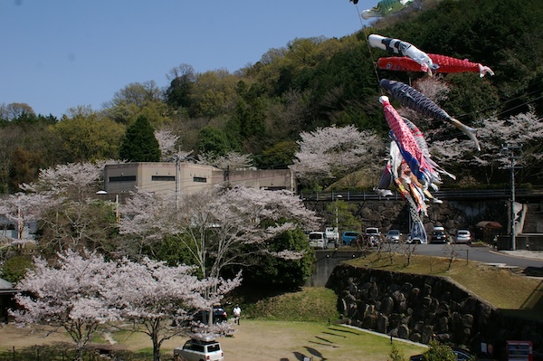 桜と鯉のぼりと（3）