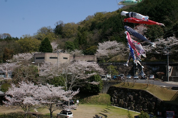 桜と鯉のぼりと（4）