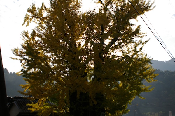 逆光のイチョウ大木