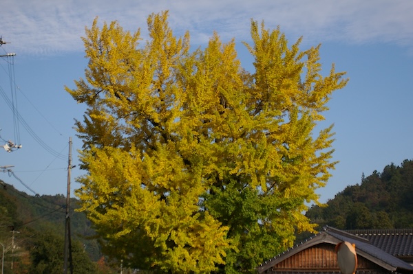 黄葉の部分（2）