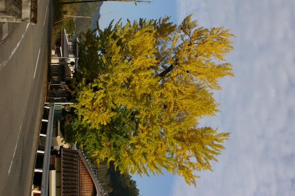 イチョウ（縦構図）