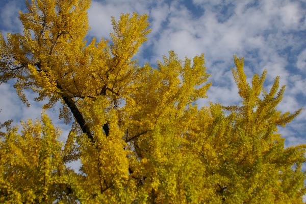 青空と黄葉