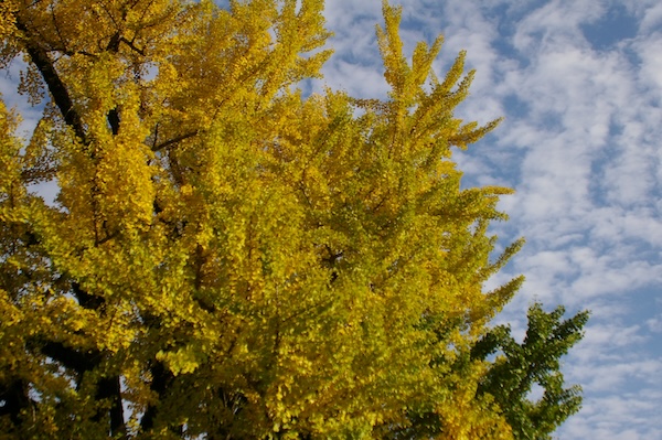 青空と黄葉（2）