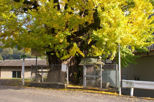イチョウの幹部分
