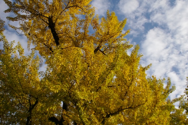 青空と黄葉（3）