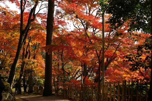 紅葉・日陰
