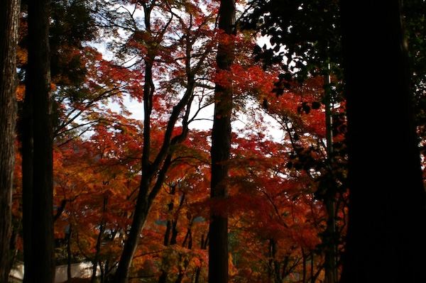 紅葉・日陰（2）