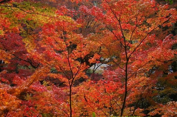 真っ赤に染まる木々の葉
