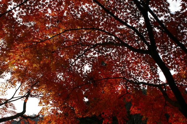 紅葉・日陰（3）