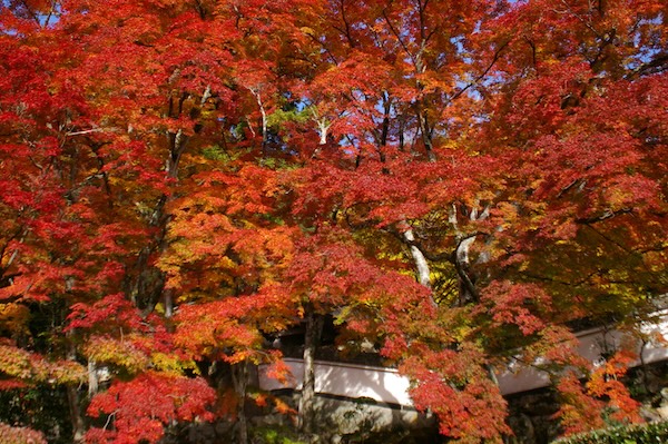 順光の紅葉